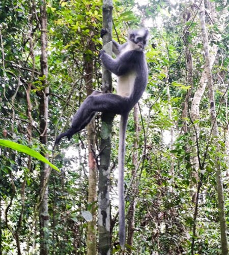 14082016-Bukit Lawang orang singe