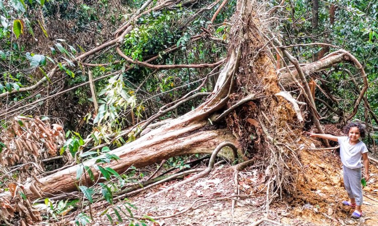 14082016-Bukit Lawang tronc d arbre