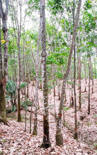 26082016-Bukit Lawang Parc