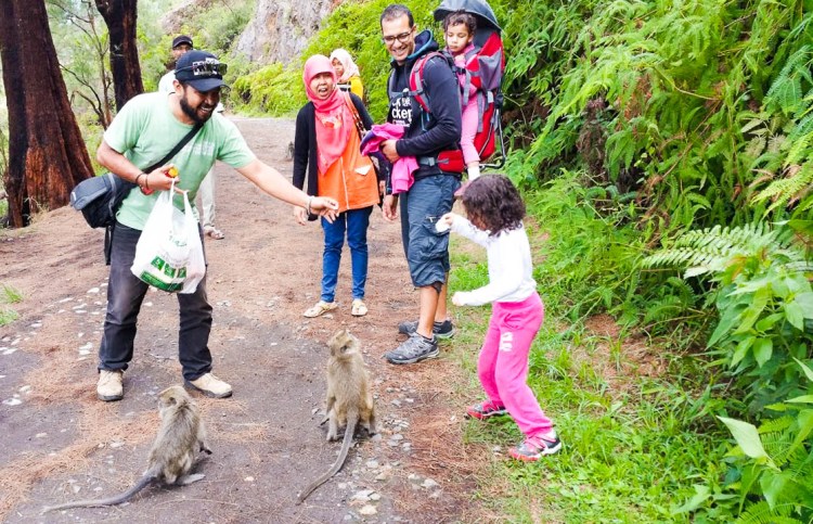 10012016-Kelimutu_singe