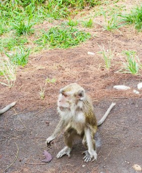 10012016-Kelimutu_singe2