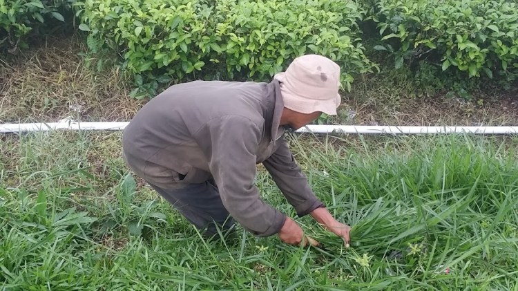 Ciater_plantation farmer au travail