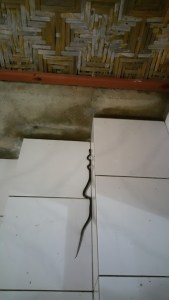 Sea world club_serpent