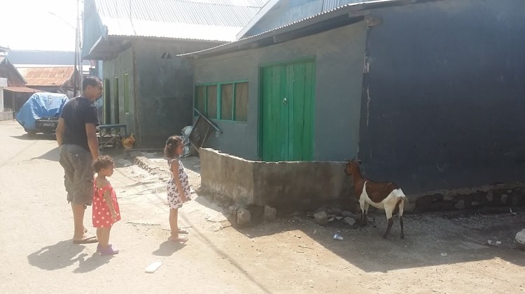 Wuring_Capture chèvre 1