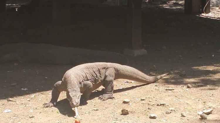 Rinca_varan avec langue