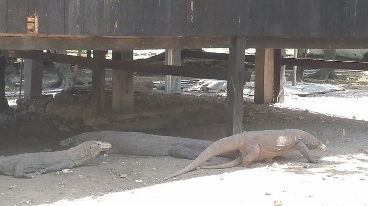 Rinca_varan en groupe bis