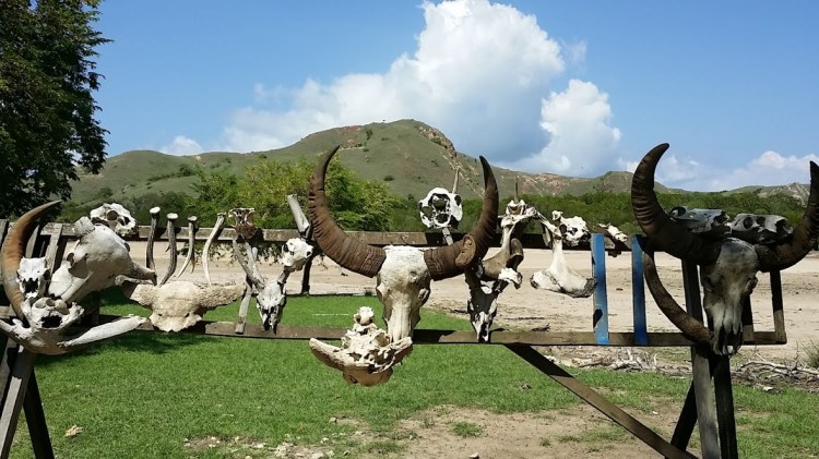 Rinca_Victime de varans