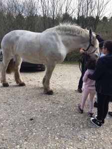 Parc ornithologique cheval