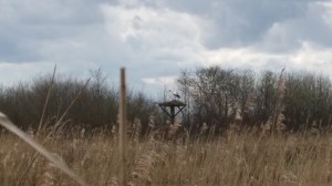 Parc ornithologique nid