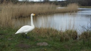 Parc ornithologique signe