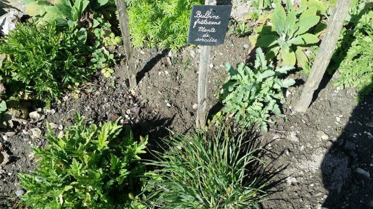 Plante de sorcière