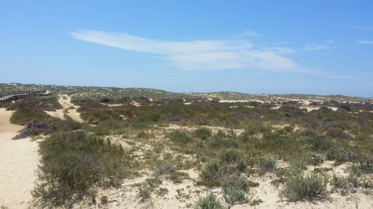 Culatra marche plage 2