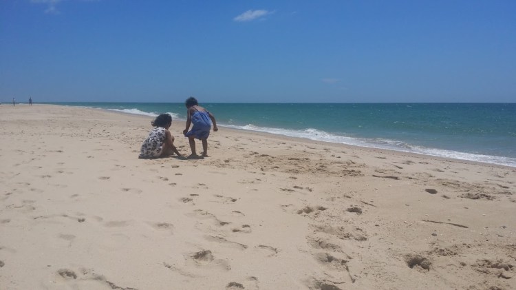 Culatra plage coquillage