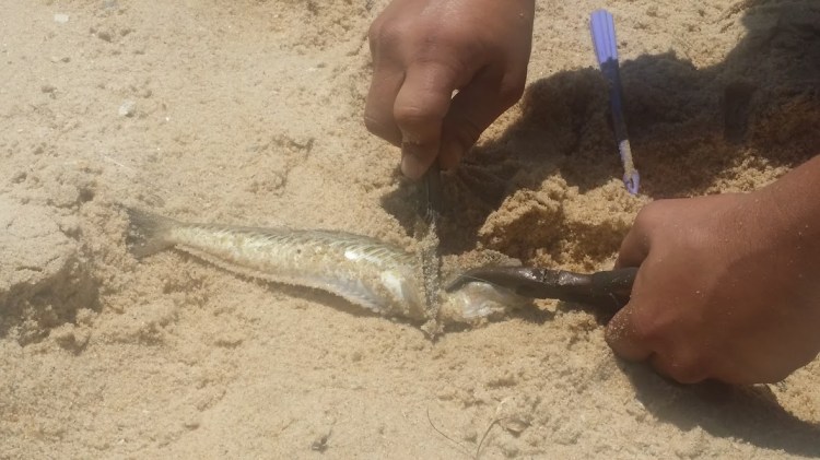 Culatra plage pecheur