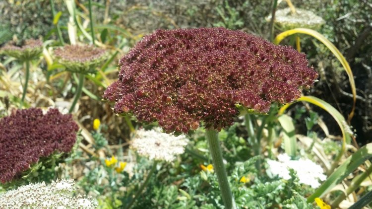 Sagres forteresse botanique unique