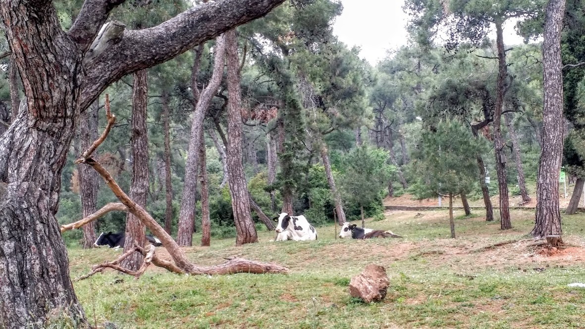 L ile aux princes vache