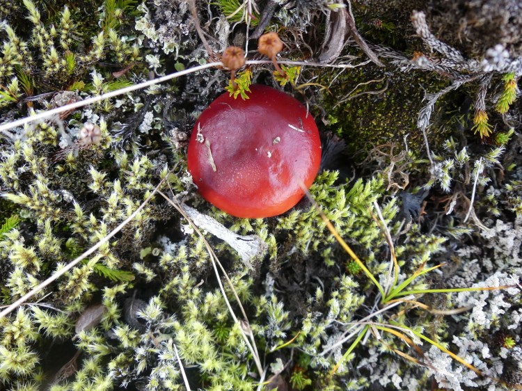 landmannalaugar-champignon